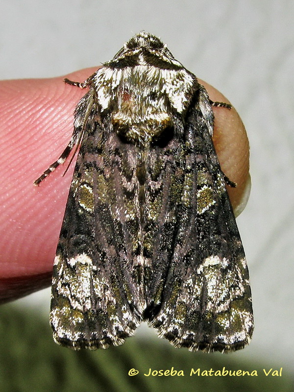 Craniophora ligustri - Noctuidae